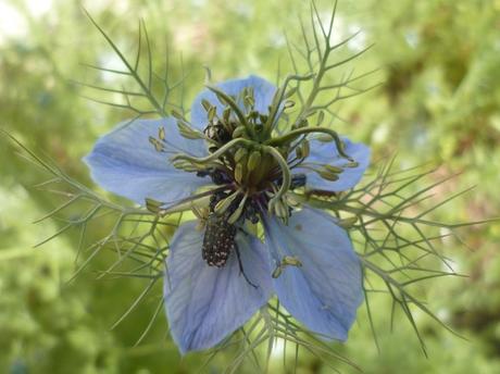 fleurs,plantes,jardin,jardinage,insectes,nature,iris,fraises,yucca