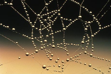 File:Water drops on spider web.jpg - Wikimedia Commons
