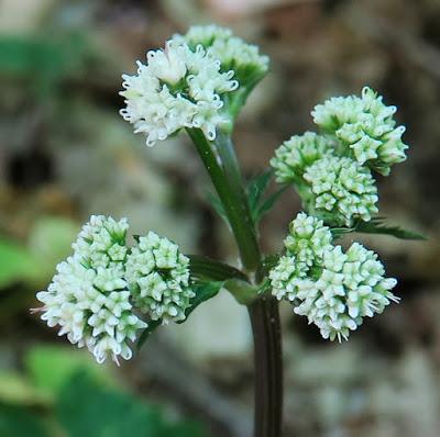 Sanicle (Sanicula europaea)