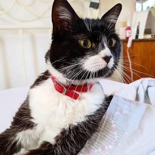 1620. Ce que je n'ai pas fait pendant le confinement