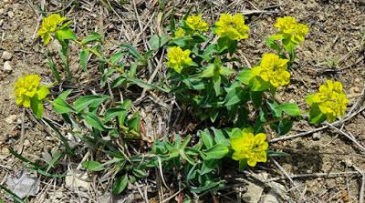 Euphorbe verruqueuse (Euphorbia flavicoma subsp. verrucosa)