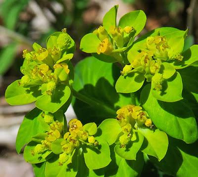 Euphorbe verruqueuse (Euphorbia flavicoma subsp. verrucosa)