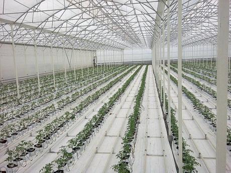 et à part ça,les mots qui m'énervent,confinement,déconfinement,blog littéraire de christian cottet-emard,méchanceté,christian cottet-emard,vacherie,humeur,Leïla Slimani,Marie Darrieussecq,journal de confinement,littérature sous serre,livre d'élevage,calibrage,modes et travaux,livre d'élevage,industrie du livre,office (librairie),chaîne du livre,ligne éditoriale