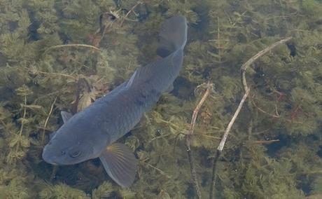 Dans la mare aux nénuphars