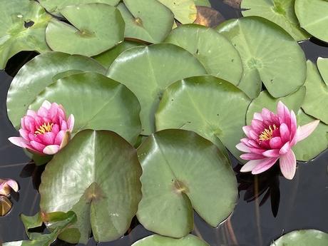 Dans la mare aux nénuphars