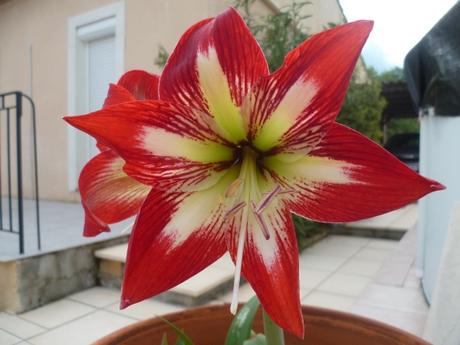 fleurs,plantes,jardin,jardinage paysage,couleurs,loisiirs