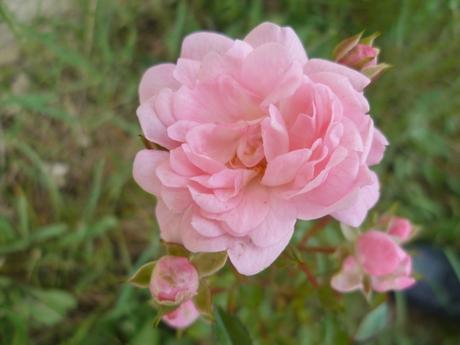 fleurs,plantes,jardin,jardinage paysage,couleurs,loisiirs