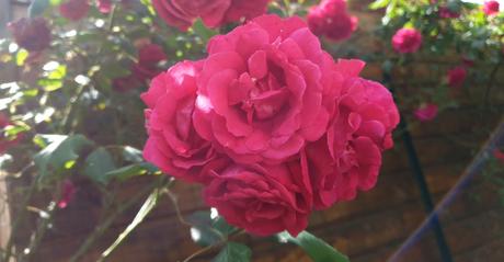 Ces choses que j’ai aimé pendant le confinement