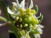 Réséda jaune (Reseda lutea)