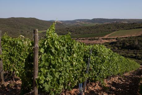 Ollier Taillefer Ollier Taillefer