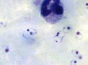 PALUDISME Comment parasite synchronise cycle avec celui l’hôte