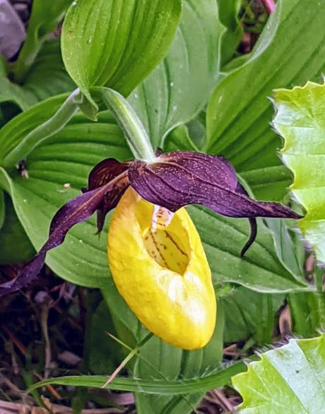 Cypripedium calceolus / Gelber Frauenschuh / Sabot de Vénus - 5 pics - Mittenwald 20.05.2020