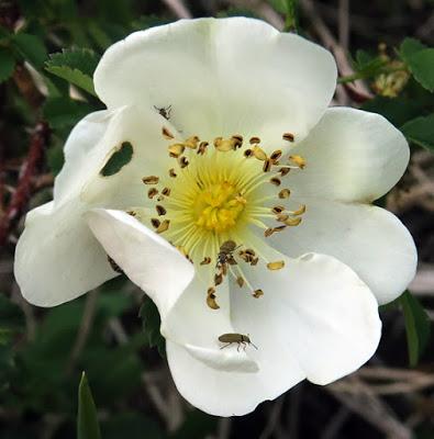 Rosier pimprenelle (Rosa spinosissima)