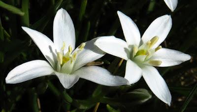 Ornithogale en ombelle (Ornithogalum umbellatum)