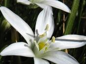 Ornithogale ombelle (Ornithogalum umbellatum)