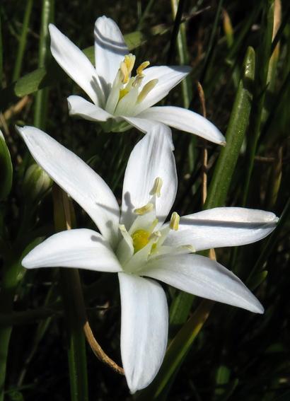 Ornithogale en ombelle (Ornithogalum umbellatum)