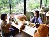Japon peluches géantes dans restaurant pour faire respecter distanciation sociale