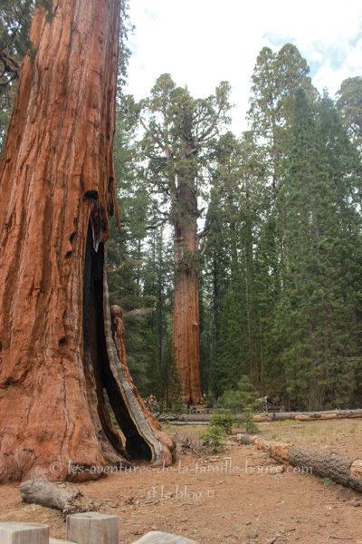 Sequoia National Park : General Sherman Tree