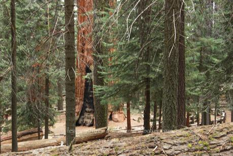 Sequoia National Park : General Sherman Tree