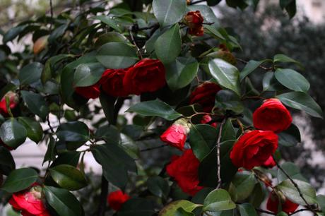 Promenade ensoleillée dans le 11ème arrondissement de Paris
