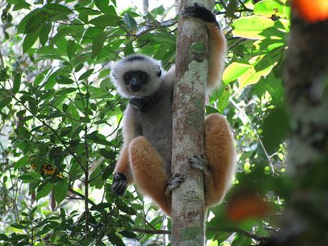 Parc national Andasibe Mantadia Madagascar