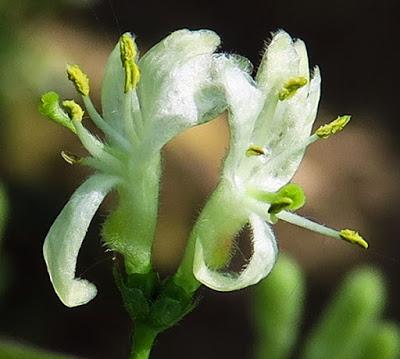 Camérisier (Lonicera xylosteum) Camérisier (Lonicera xylosteum)