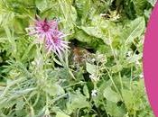 Petit tour jardin permaculture 2020 (vidéo)