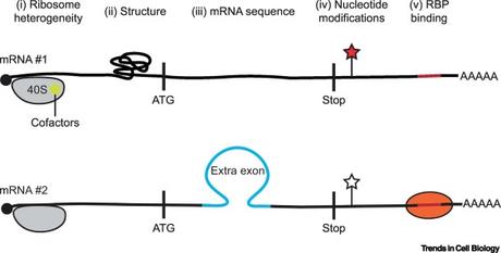 #trendsincellbiology #ARNm #hétérogénéité Hétérogénéité de la traduction des ARN messagers