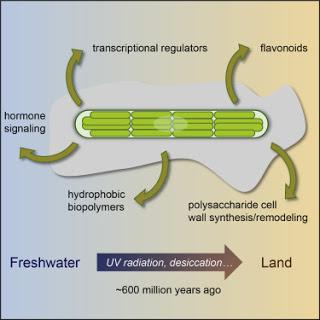 #Cell #génomique #colonisation #penium #pmargaritaceum Génome de Penium margaritaceum et étapes des origines des plantes terrestres