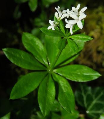 Aspérule odorante (Galium odoratum)