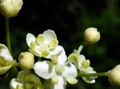 Sureau noir (Sambucus nigra)