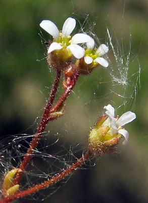 Saxifrage tridactyle (Saxifraga tridactylites)