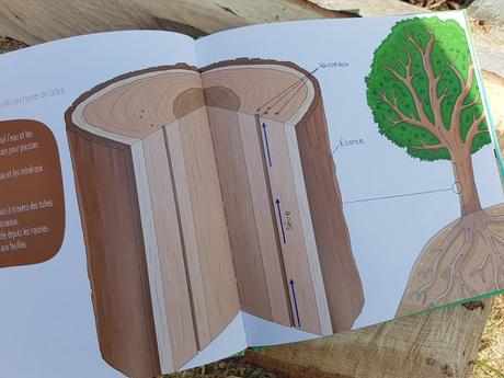 Que nous cache le tronc des arbres ? de Isabelle Collioud-Marichallot et Anne Derenne Que nous cache le tronc des arbres ? de Isabelle Collioud-Marichallot et Anne Derenne