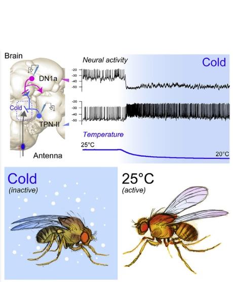 Ces récepteurs de froid, présents dans l'antenne de la mouche, qui ne répondent qu’à une température en-dessous de la « zone de confort » de la mouche