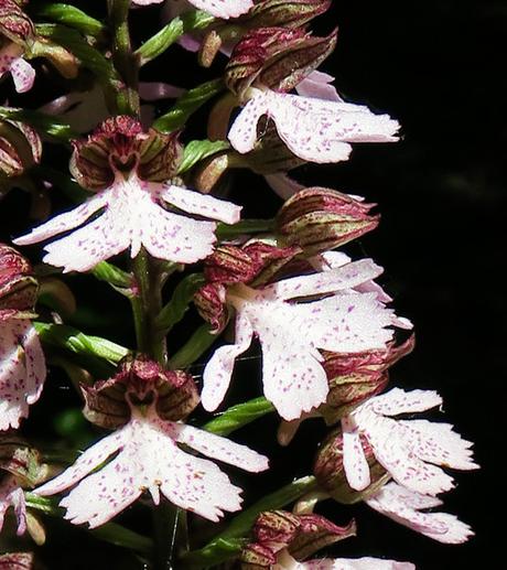 Orchis pourpre (Orchis purpurea)