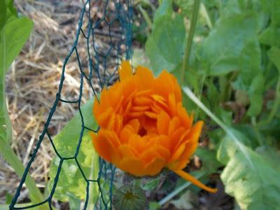 Le grand moment des fleurs au jardin