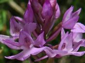 Orchis pyramidal (Anacamptis pyramidalis)