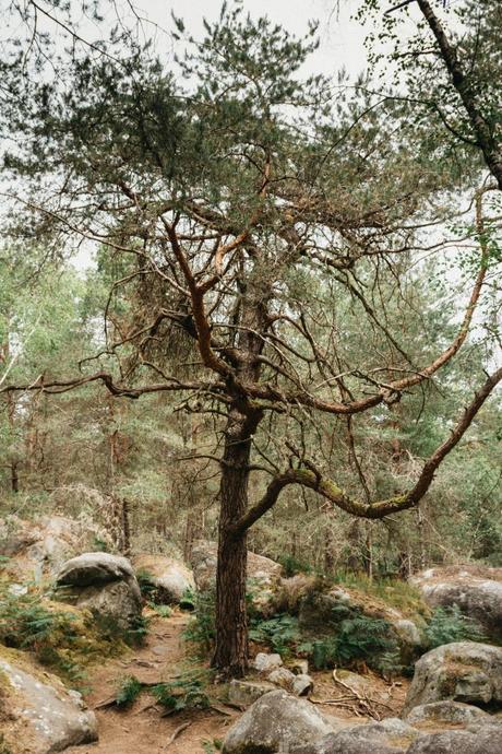 Forêt de Fontainebleau :  Les Gorges d’Apremont