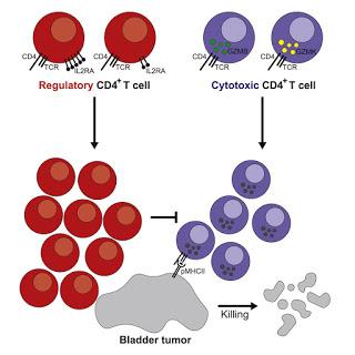 #Cell #cancerdelavessie #lymphocytesTCD4+ Lymphocytes Intratumoraux T CD4+ Jouent un Rôle Médiateur dans la Cytotoxicité Tumorale dans le Cancer de la Vessie chez l’Humain