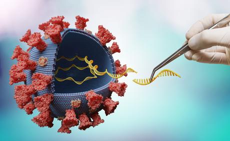 L’édition du génome délivre une enzyme tueuse de code génétique au coronavirus pour l’empêcher de se répliquer (Visuel Adobestock_330686823_1)