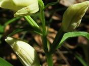 Céphalanthère pâle (Cephalanthera damasonium)