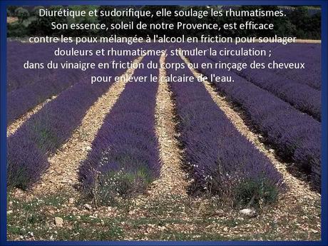 La France - La Provence.....