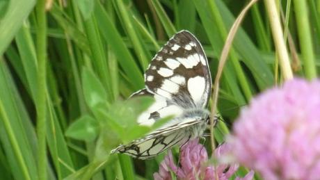 Un demi-deuil sur la prairie