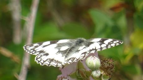 Un demi-deuil sur la prairie