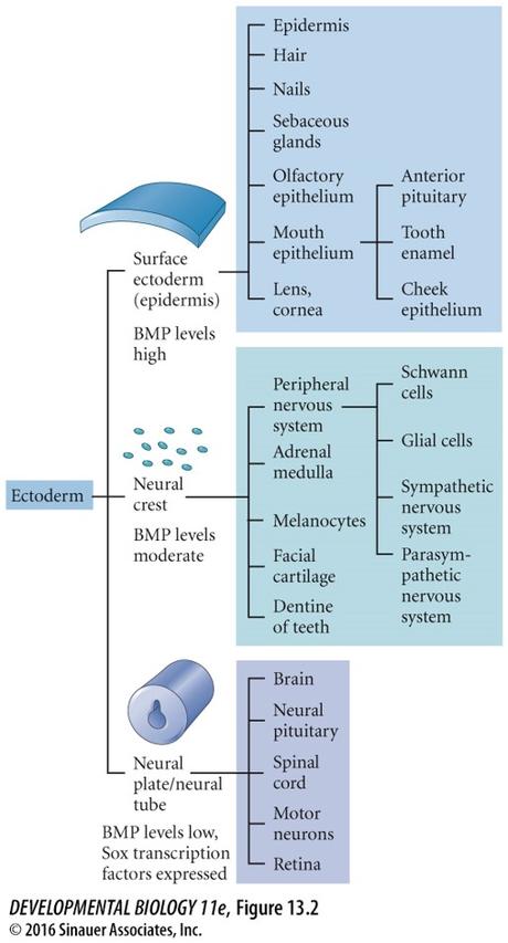 Destin des cellules des crêtes neurales Destin des cellules des crêtes neurales