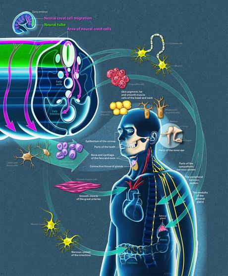 Crêtes neurales chez l'humain Crêtes neurales chez l'humain