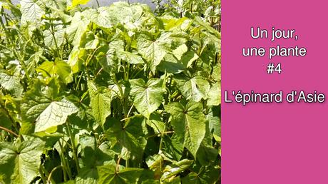 Un jour, une plante #4 : l'Epinard d'Asie (vidéo)