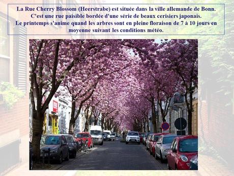 Divers - Les plus belles rues du monde