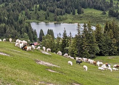 Schafe auf der Alm — 9 Bilder — Des moutons sur l'alpage