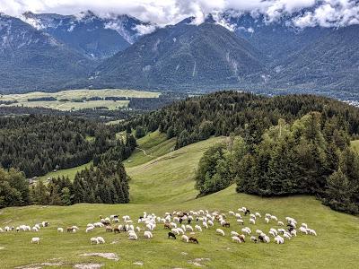 Schafe auf der Alm — 9 Bilder — Des moutons sur l'alpage